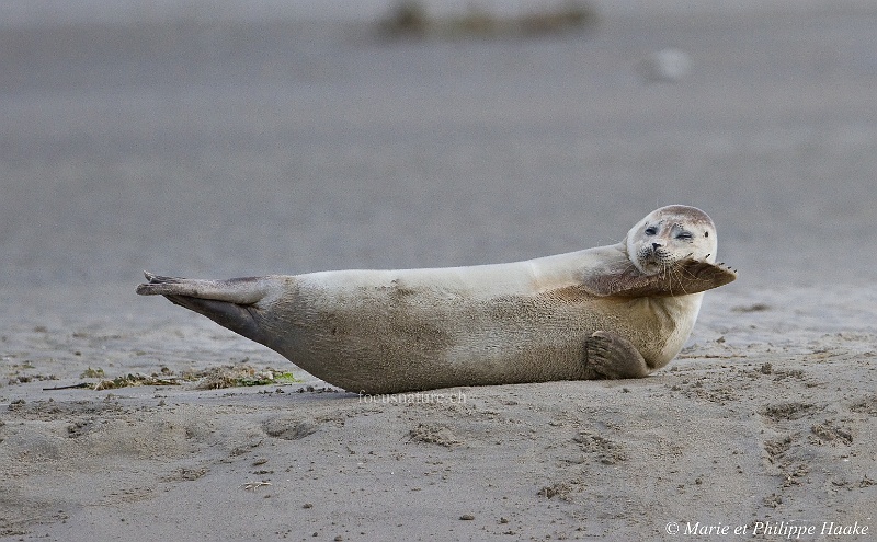 Phoque 9694_wm.jpg - La tête semble trop lourde! Phoque veau marin, au repos sur un banc de sable à marée descendante (Baie de Somme, France, avril 2010)